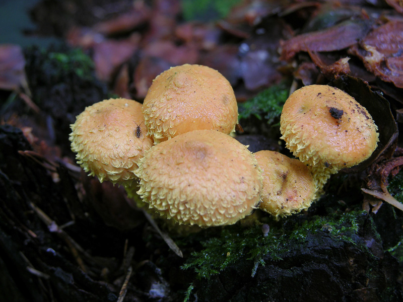 Pholiota flammans (Batsch:Fr.)Kummer